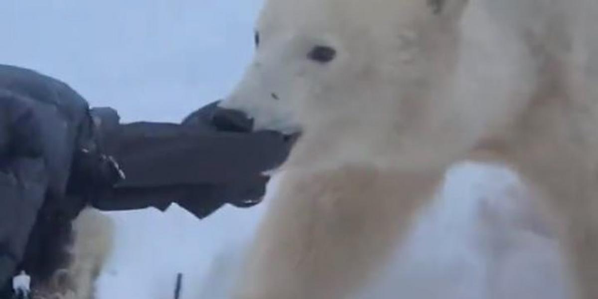Un oso polar se va sin botín tras sorprender a unos excursionistas