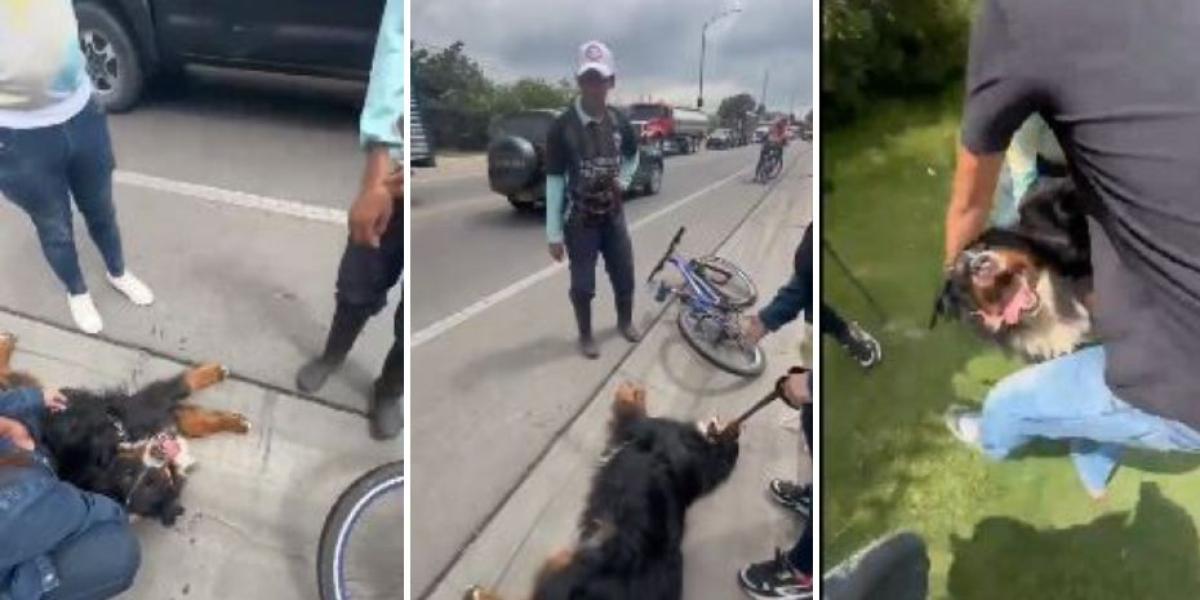 Las redes estallan contra un hombre que ata a su perro a su bici y le hace correr hasta desplomarse