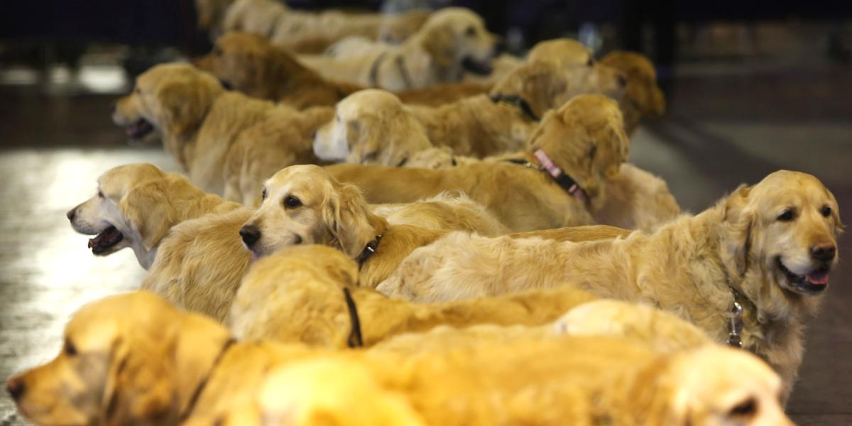 El desconocido origen del Golden Retriever: la raza de perro que conquista a los usuarios en redes
