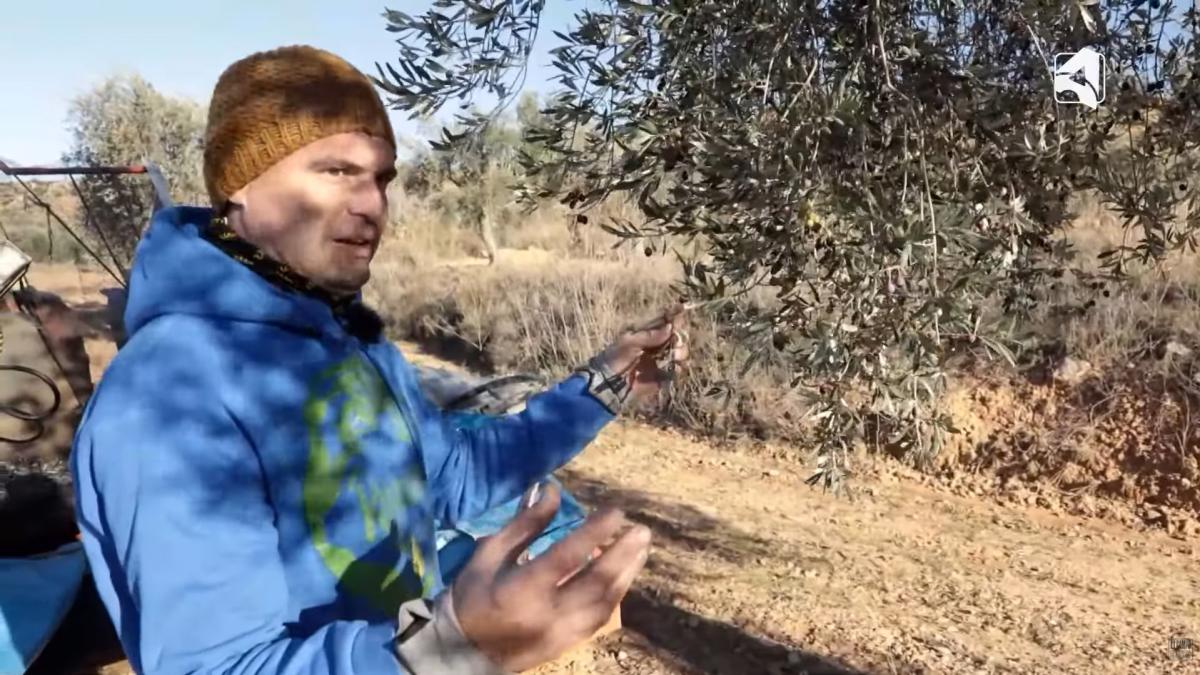 Javier Gracia, agricultor: El olivo tiene frío cuando las temperaturas son inferiores a 10 grados. Cuando vienen las primeras heladas, el olivo hace el parón y deja de crecer hasta finales de marzo